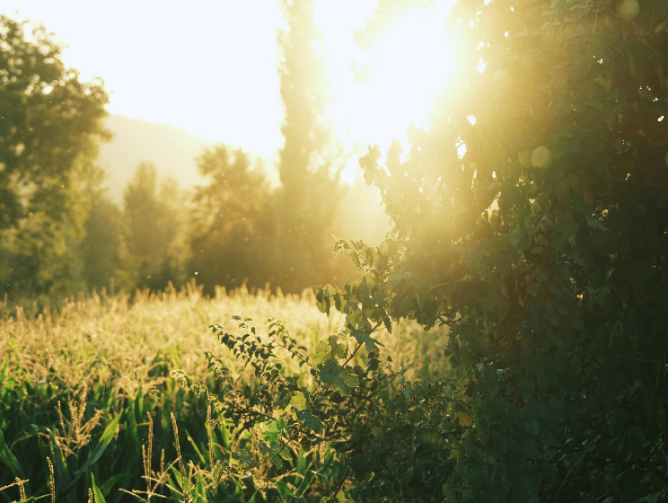 Eco-Friendly Swaps to Honor Earth Day! - innobaby