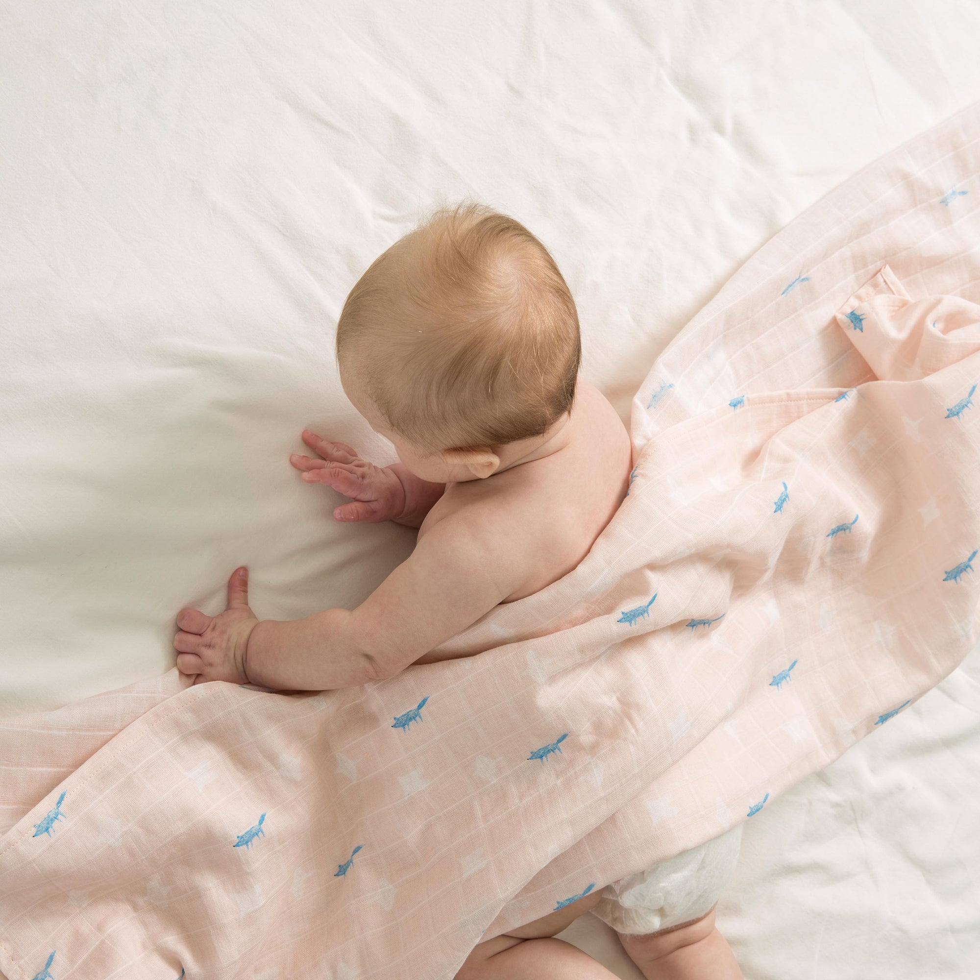 Little Fennec Muslin Blanket - innobaby