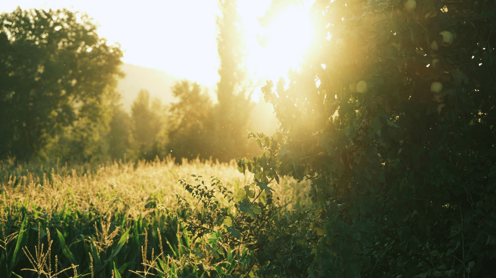 Eco-Friendly Swaps to Honor Earth Day! - innobaby